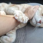 Why Does My Cat Knead Me? The Surprising Reasons Behind This Behavior Explained