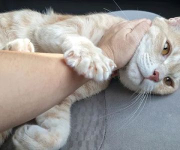 Why Does My Cat Knead Me? The Surprising Reasons Behind This Behavior Explained