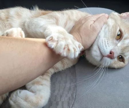 Why Does My Cat Knead Me? The Surprising Reasons Behind This Behavior Explained