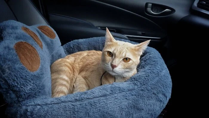 The Best Ways to Help a Kitten with Motion Sickness