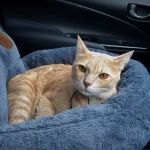 The Best Ways to Help a Kitten with Motion Sickness
