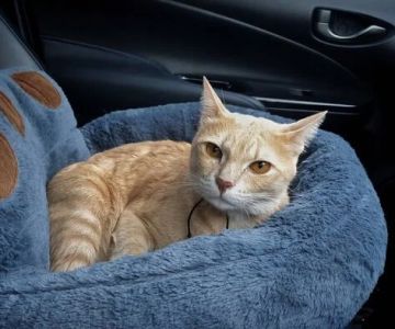 The Best Ways to Help a Kitten with Motion Sickness