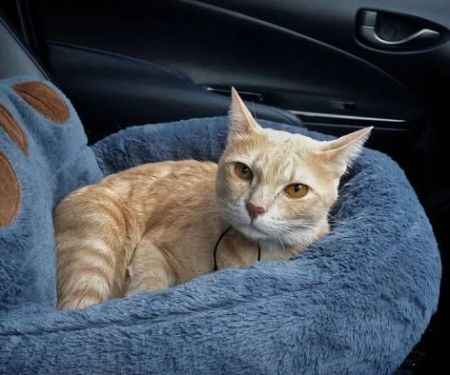 The Best Ways to Help a Kitten with Motion Sickness