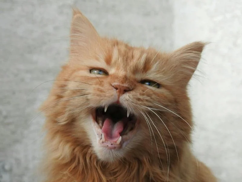 Why Is My Kitten’s Meow So Squeaky? Causes and Meaning Explained