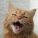 Why Is My Kitten’s Meow So Squeaky? Causes and Meaning Explained