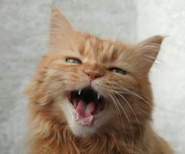 Why Is My Kitten’s Meow So Squeaky? Causes and Meaning Explained