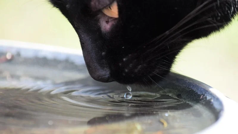 How to Keep Your Cat’s Water Bowl Clean and Free of Slime