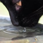 How to Keep Your Cat’s Water Bowl Clean and Free of Slime
