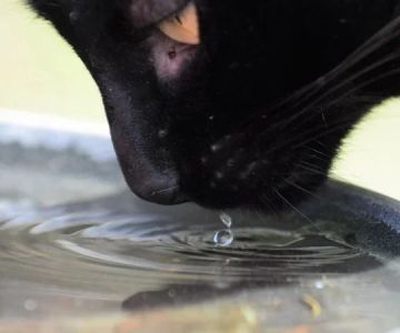 How to Keep Your Cat’s Water Bowl Clean and Free of Slime