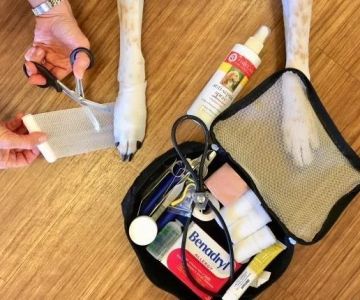 How to Make Your Own Pet First Aid Kit at Home for Emergencies