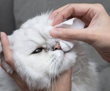 The Best Way to Clean a Kitten's Eyes Safely and Effectively