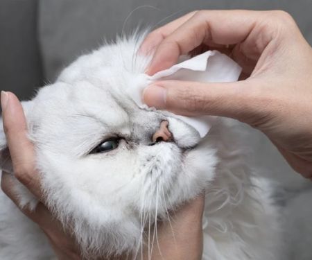 The Best Way to Clean a Kitten's Eyes Safely and Effectively