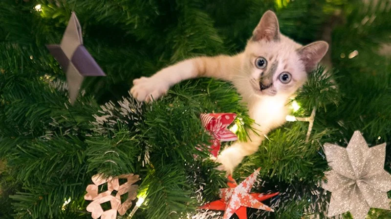 How to Pet-Proof Your Christmas Tree from Climbing Cats Safely