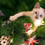 How to Pet-Proof Your Christmas Tree from Climbing Cats Safely