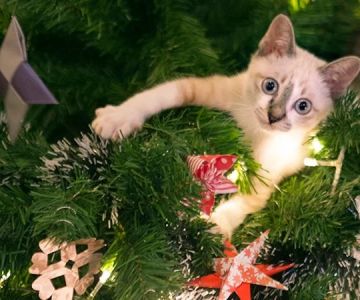 How to Pet-Proof Your Christmas Tree from Climbing Cats Safely