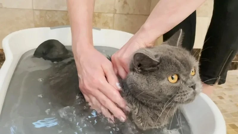 The Best Way to Bathe a Kitten for the First Time – Safe and Stress-Free Tips