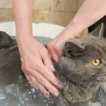 The Best Way to Bathe a Kitten for the First Time – Safe and Stress-Free Tips