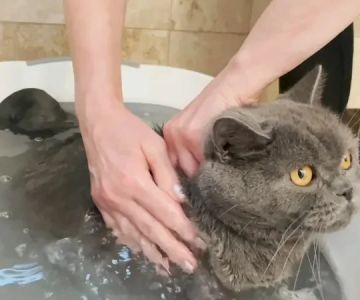 The Best Way to Bathe a Kitten for the First Time – Safe and Stress-Free Tips