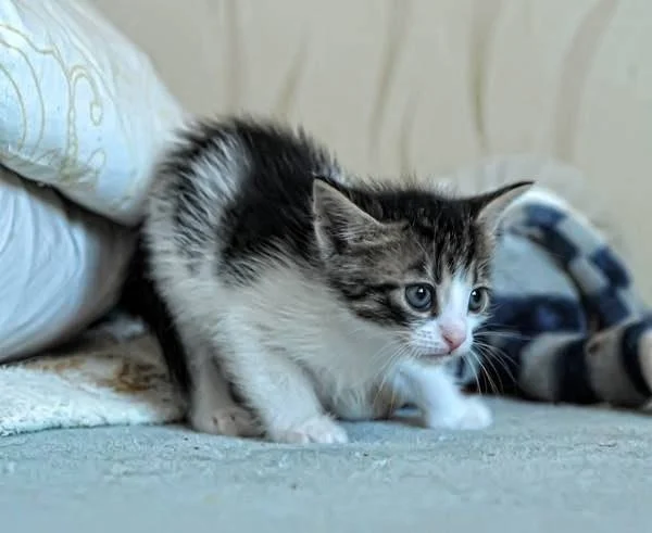 Why Do Kittens Have So Much Energy and Then Crash? Understanding Kitten Behavior