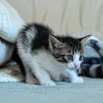 Why Do Kittens Have So Much Energy and Then Crash? Understanding Kitten Behavior