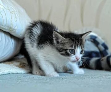 Why Do Kittens Have So Much Energy and Then Crash? Understanding Kitten Behavior
