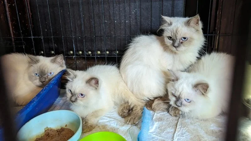 The Best Diet for a Himalayan Kitten’s Long Fur and Healthy Growth