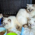The Best Diet for a Himalayan Kitten’s Long Fur and Healthy Growth