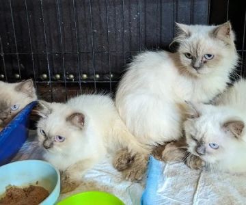 The Best Diet for a Himalayan Kitten’s Long Fur and Healthy Growth
