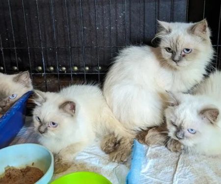 The Best Diet for a Himalayan Kitten’s Long Fur and Healthy Growth