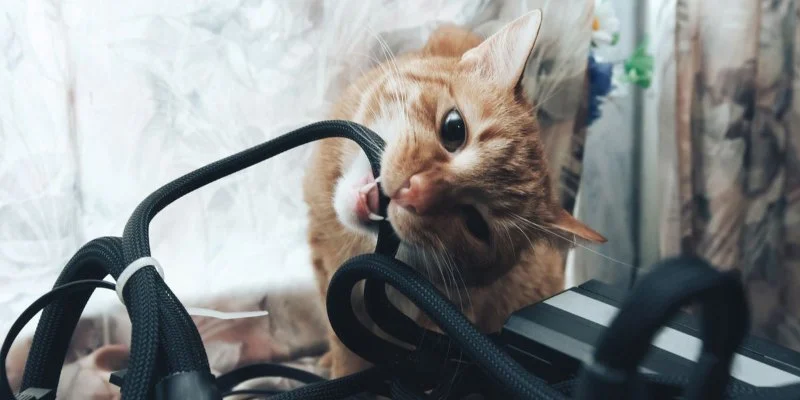 How to Stop Your Kitten from Chewing on Wires Safely and Effectively