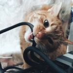 How to Stop Your Kitten from Chewing on Wires Safely and Effectively