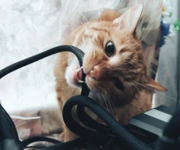 How to Stop Your Kitten from Chewing on Wires Safely and Effectively