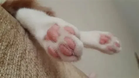 Why Is My Kitten's Paw Pink and Black? Understanding Color Variations