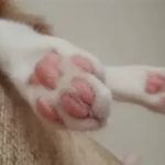 Why Is My Kitten's Paw Pink and Black? Understanding Color Variations