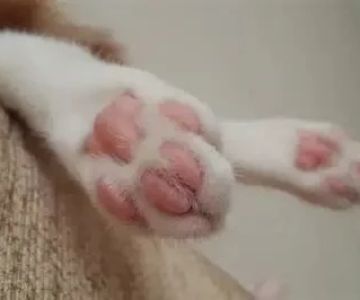 Why Is My Kitten's Paw Pink and Black? Understanding Color Variations