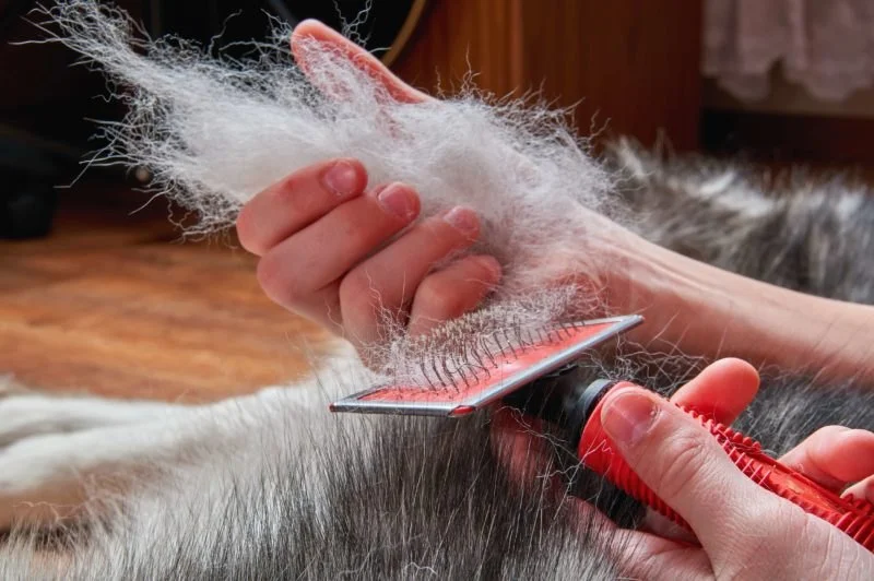 The Best Ways to Manage Pet Shedding All Year Round for Cleaner Homes