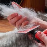 The Best Ways to Manage Pet Shedding All Year Round for Cleaner Homes