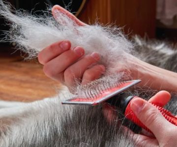 The Best Ways to Manage Pet Shedding All Year Round for Cleaner Homes
