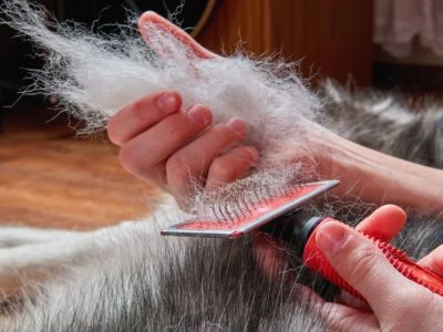 The Best Ways to Manage Pet Shedding All Year Round for Cleaner Homes