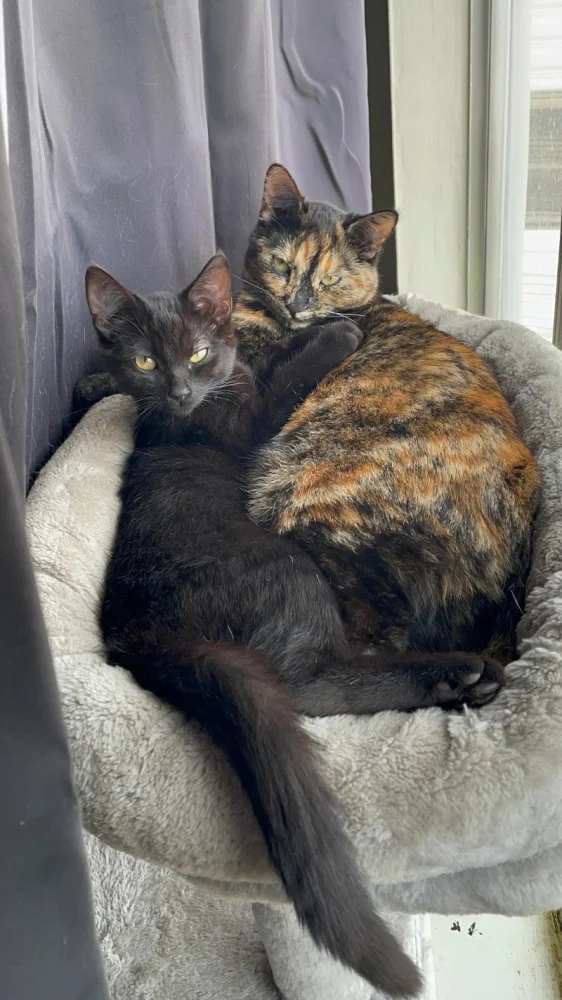 How to Stop Your Kitten from Getting on Counters: Practical Training Guide