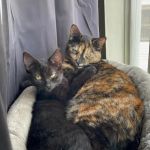 How to Stop Your Kitten from Getting on Counters: Practical Training Guide
