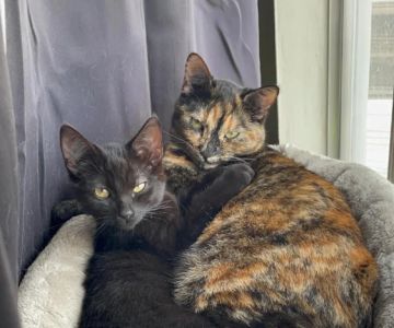 How to Stop Your Kitten from Getting on Counters: Practical Training Guide