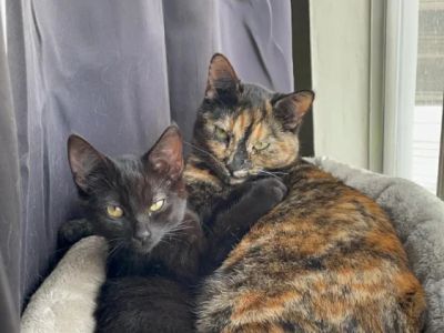 How to Stop Your Kitten from Getting on Counters: Practical Training Guide