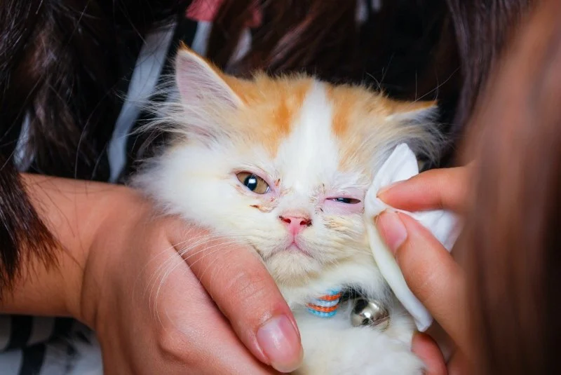 How to Help a Kitten with a Swollen Eye Safely and Effectively