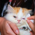 How to Help a Kitten with a Swollen Eye Safely and Effectively