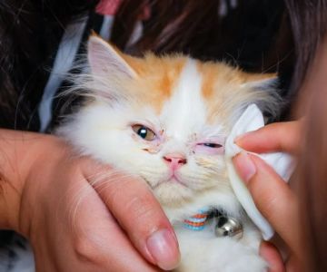 How to Help a Kitten with a Swollen Eye Safely and Effectively