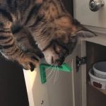 How to Stop Your Kitten from Getting Stuck in Tight Spaces Safely
