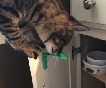 How to Stop Your Kitten from Getting Stuck in Tight Spaces Safely