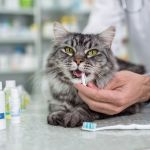 Signs of Dental Disease in Cats and Prevention Guide