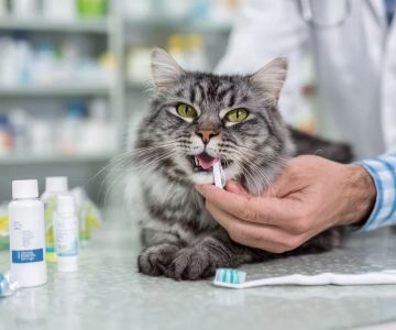 Signs of Dental Disease in Cats and Prevention Guide